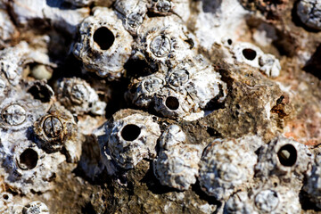 Sea rocks close up nature background high quality metal prints summer mood exploring beach places in creta island amazing feelings home decor