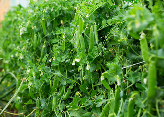 Fototapeta na wymiar Image of seedlings of pea and soy growing in garden outdoor..