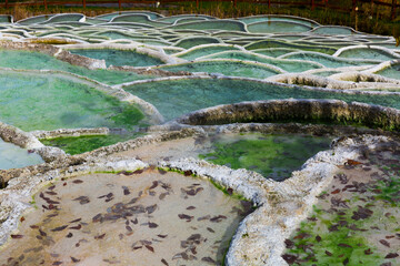 Naklejka premium Illustration of colorful thermal spa Egerszalok in Hungary.