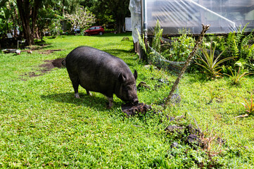 Photo of a domesticated pig eating on a family farm, believed to be half Hawaiian feral pig and half potbellied pig.