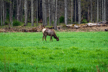 Elk in the meadow