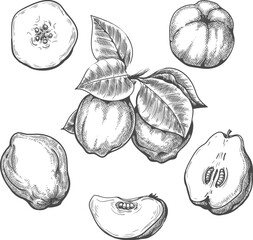 Quince engraving illustration
