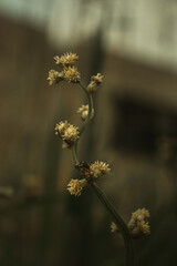ladybug perched on the plant