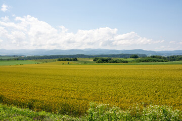 夏の丘陵地帯の黄金色の麦畑
