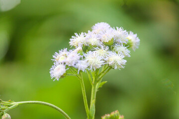 blooming winter flowers