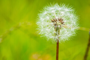 Macro Shot of Vibrant Dandelion