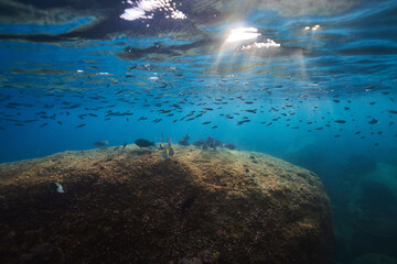 a lot of fish swims over the stones in the rays of the sun underwater. underwater fish photography