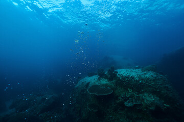 coral reef  and rocks underwater