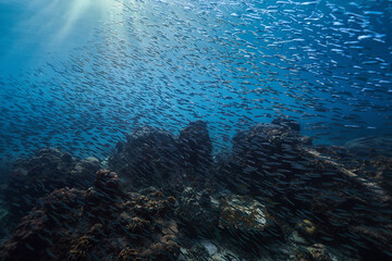 a lot of fish swims over the stones in the rays of the sun underwater. underwater fish photography