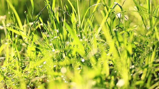 夕方の太陽に照らされた草原　ローアングル