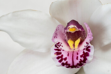 Detalle de la flor de la orquídea, Orchidaceae