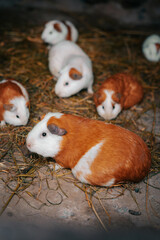 Peruvian guinea pig or guinea pig is a mammal native to the Andean region of Bolivia, Colombia, Ecuador and Peru. The Peruvian Guinea Pig has a high nutritional value.
