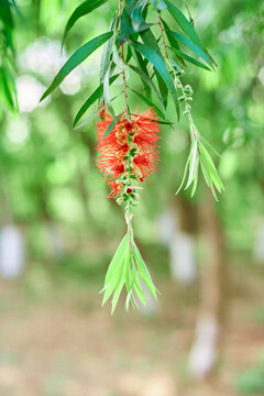 Callistemon viminalis Cheel，red flower