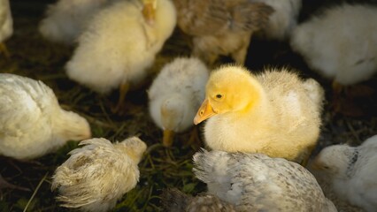 Goslings. Baby goose. Domestic bird.