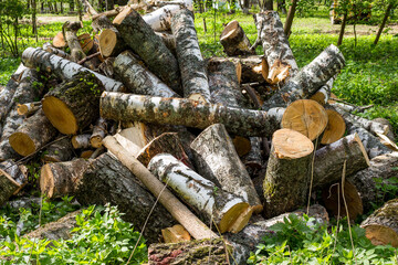 A pile of logs from sawn birches