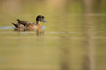 A male Chesnut Teal peacefully paddles across a lagoon's surface as the morning sun warms up its feathers. Unbothered, it quacks gently while skillfully navigating the still waters. 