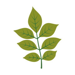 Leaf Flat Illustration