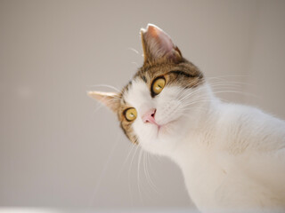Portrait of a Cat looking down