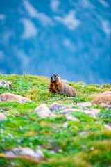 Marmot in the rocks in the majestic landscape of the Rocky Mountains, Colorado, summer