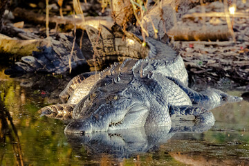 Freshwater Crocodile in Kakadu National Park, Northern Territory, Australia