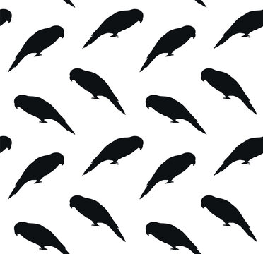 Vector seamless pattern of hand drawn lory parrot silhouette isolated on white background