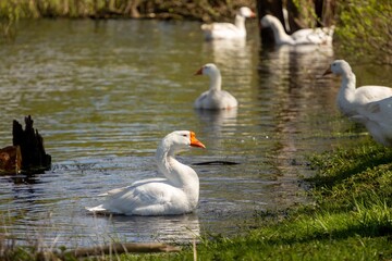 Group of geese on the lake