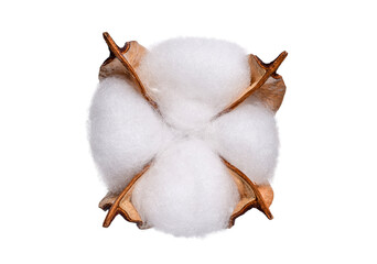 Cotton plant flower boll isolated cutout on transparent