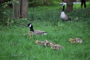 canada goose and goslings