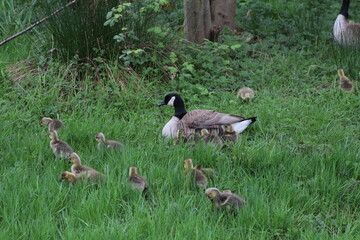 canada goose and goslings