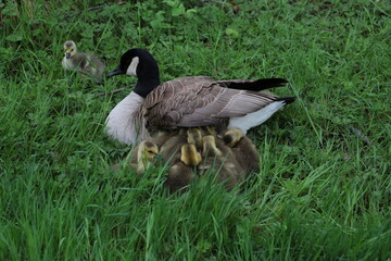 canada goose and goslings