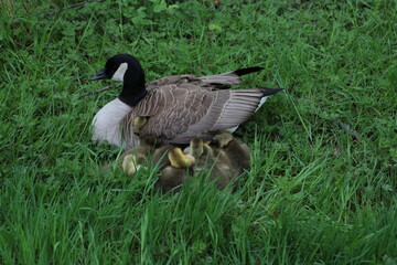 canada goose and goslings