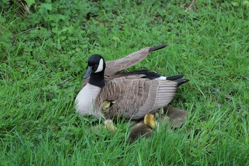 canada goose and goslings