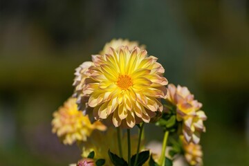 光を浴びて輝く満開の黄色いグラデーションのダリア