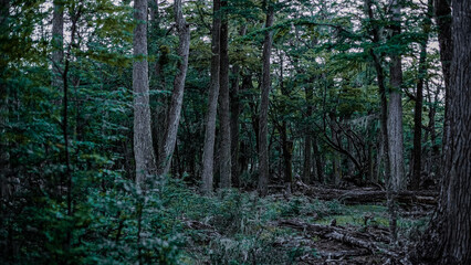 Bosque fueguino
