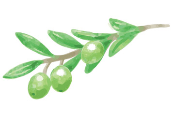 オリーブの枝、実と葉の水彩風イラスト。ベクター素材。