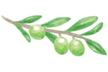 オリーブの枝、実と葉の水彩風イラスト。ベクター素材。