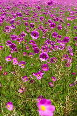 Field of Purple Wildflowers in Mexico