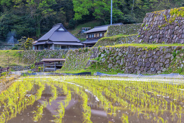 Rows of freshly planted rice by traditional Japanese house in rural village