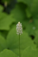 flower of a dandelion