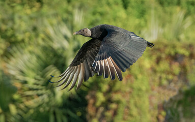 Black Vulture takes off in the jungle of western Mexico.