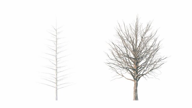 Growing trees isolated with alpha.3D animation growth grow from small to large, Trees that move in the wind are alpha channel trees. Tree isolated Separated with alpha channel.