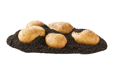 dug or harvested potatoes in a earth isolated on white background.