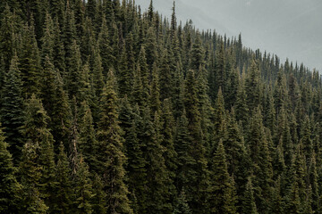 Closeup view of green pine trees in Olympic National Park up at Hurricane Hill in Washington State.