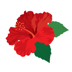 赤いハイビスカス © KAZUOMI