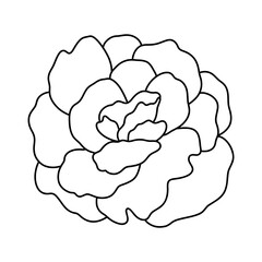 carnation flower, Mothers Day Element, Hand Drawn Illustration