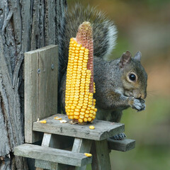 squirrel in the autumn © Will