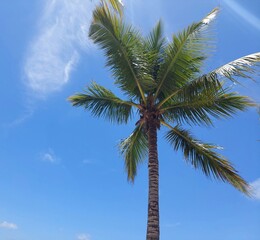 Lone palm tree in blue sky background with clouds