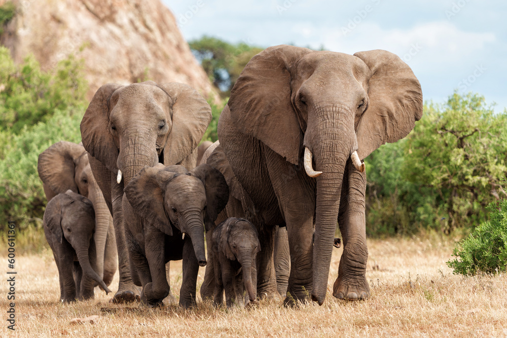 Wall mural elephant herd walking in mashatu game reserve in the tuli block in botswana.
