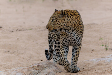 Leopard male walking around the Sand River in Sabi Sands Game Reserve in the Greater Kruger Region in South Africa                              