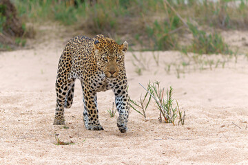 Fototapeta na wymiar Leopard male walking around the Sand River in Sabi Sands Game Reserve in the Greater Kruger Region in South Africa 